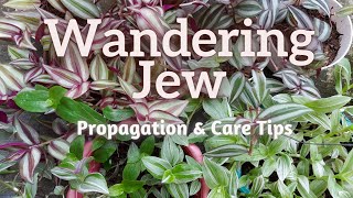 How to Propagate Wandering Jew  Tradescantia Zebrina amp Care Tips HD 1080p [upl. by Kilah548]