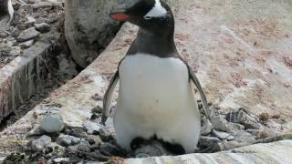 Gentoo Penguin incubation in Antarctica [upl. by Neona]