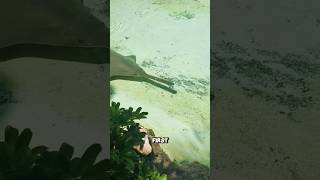 How sawfish hunts fish shorts youtubeshorts viralshorts facts amazingfacts [upl. by Asilam]