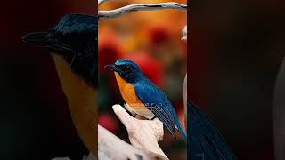 Beautiful bird song E2 birdsinging burung birds [upl. by Docilla]