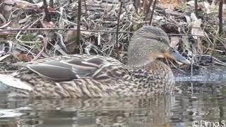 Mallard Duck Calling  Stockente ruf Friedrich Ebertpark  Ludwigshafen am Rhein [upl. by Jocelyn]