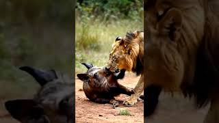 Lion pig 🐖 action funny short 😀youtubeshorts animals animalaction shortvideo funny [upl. by Icyak]