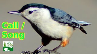 White breasted nuthatch call  song  sound  Bird [upl. by Jaal]