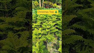 Christmas Tree । Christmas Tree farming gardening treeplantation chrismastree shorts [upl. by Ahseyd860]