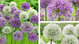 Guide to Summer Plants Allium Species [upl. by Dew991]