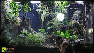 A Major Crisis Hit My Giant Rainforest Vivarium and I Have to Go Away [upl. by Euphemia]