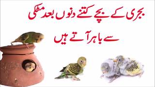 Budgies parrot k chicks ktnay time bad matki say bahir aatay info urduHindi [upl. by Oflodor]