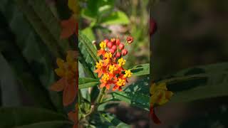 Asclepias curassavica nature naturephotography [upl. by Ladnyc]