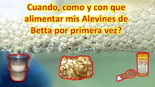 Cómo alimentar alevines de bettas recién nacidos  Cuando y como darle su primera comida💯 [upl. by Hescock]