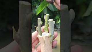 Plant grafting and tree care techniques 2827 [upl. by Balfore]