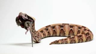 Gaboon Viper Takes on Mouse Warning Live [upl. by Ariela]