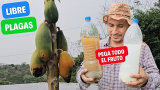 Lejía de ceniza para que pegue el fruto de papaya  Libre de Plagas [upl. by Althea913]