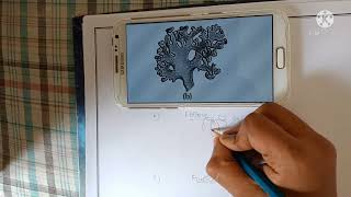 How to draw a foliose litchens [upl. by Aikam676]