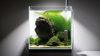 30큐브 수초항  30cm cube planted aquarium [upl. by Lean238]