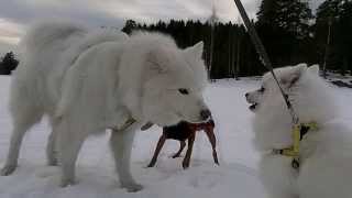 117 My Japanese Spitz 日本スピッツ meets the Samoyed for the first time [upl. by Adnwahsat]