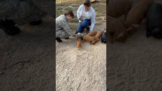 Josey and the baby piggies had visitors today countrygirl farmlife pig babyanimals [upl. by Ertemed]