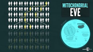 Mitochondrial Eve and Y Chromosomal Adam [upl. by Aivirt520]