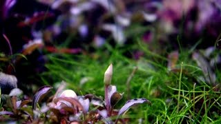 Volantis  Aquarium with Bucephalandra collection [upl. by Nalloh559]