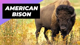 American Bison 🦬 One Of The Tallest Animals In The World shorts [upl. by Hernardo156]