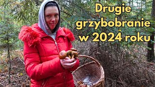 Drugie grzybobranie na Podkarpaciu w 2024 roku [upl. by Raasch150]