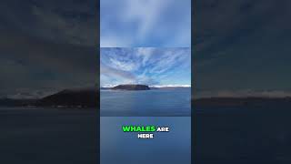 Whale Watching on Alaskas REMOTE ISLANDS [upl. by Crofton]