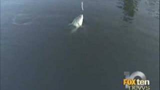 Fox10 Outdoors  Evening Bass fishing at Dreamstrike Lake [upl. by Hinch657]