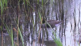 Spotted Redshank  Tringa erythropus [upl. by Adnolahs]