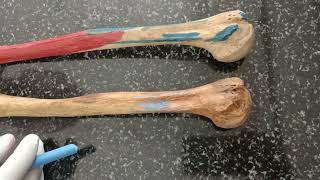 HUMERUS   BONES OF UPPER LIMB   ANATOMY   MADE EASY [upl. by Dorcia]