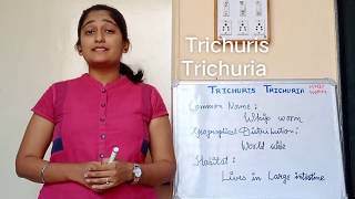 Trichuris Trichuria morphology Life cycle in hindi Pathogenesis in hindi Lab diagnosis [upl. by Nybbor]