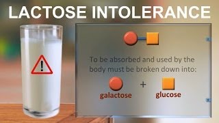 Lactose intolerance IQOGCSIC [upl. by Mahalia]