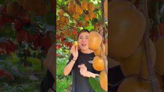 Amazing Fruit Farm  Harvesting Delicious Kiwi 🥝 Fruit from Farm shorts rts fruit youtubeshorts [upl. by Adnwahsor]