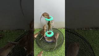 best home mouse trapmouse trap tips [upl. by Chloris]