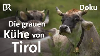 AlpenRinder  Die Grauen und die Roten  Doku  Unter unserem Himmel  BR  Kühe  Landwirtschaft [upl. by Seravat]