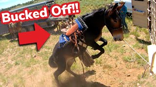 Mules Pack Fencing Supplies GONE WRONG [upl. by Kinson955]