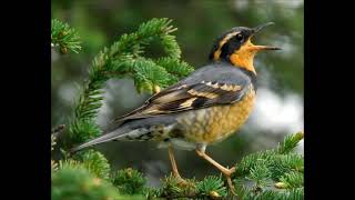 varied thrush sound singing [upl. by Gladine]