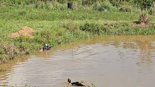 Pato acasalando no Lago [upl. by Wareing865]