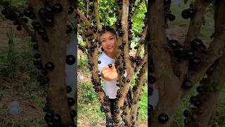 Jaboticaba Fruit Fram amp Cutting so Fresh  Have You tried Jaboticaba fruit shorts youtubeshorts [upl. by Grieve]