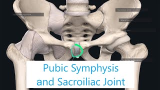 Joints of the Lower Limb  Pubic Symphysis and Sacroiliac Joint  anatomy amp function [upl. by O'Connor]