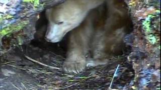 Hibernating Spirit Bear Apollo Wakes Up [upl. by Samuella]