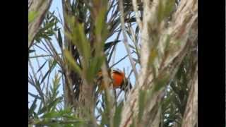 Turpial Icterus turpial  Troupial [upl. by Ailido]