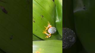 Fringe leaf frogs shedding shortvideo reptiles shortsfeed cute frogs [upl. by Brooke685]