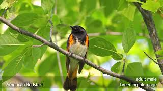 American Redstart Setophaga ruticilla [upl. by Haet]