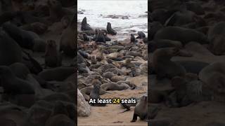 Rabies Outbreak in South African Seals 20240920 [upl. by Anilahs]