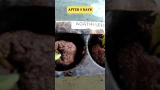 EASY AND FAST GROWING SEED BALL METHOD FOR SESBANIA GRANDIFLORA AGATI SESBAN SWAMP PEA HUMMINGBI [upl. by Raila]