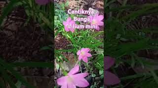 Lily Merah Muda mungil video shorts viral [upl. by Lladnik371]