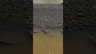 Kayaker vs Nile Crocodile in Zambia [upl. by Godewyn]