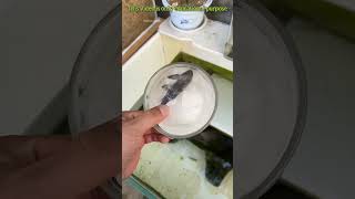 This fish never dies facts experiment science scienceexperiments physics shorts bengali [upl. by Nivi]