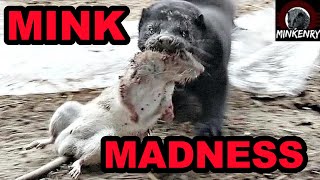 Rat Invasion SMASHED by Mink and Dogs [upl. by Bunns]