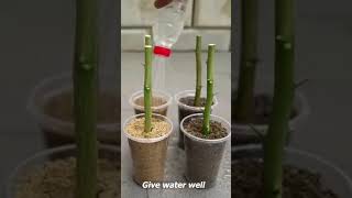 How to grow lemon plants from cuttings easy to grow  zero budget gardening 🥰 [upl. by Attenahs128]