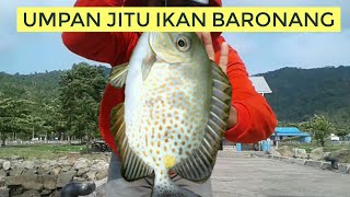 waleran  umpan jitu ikan baronang [upl. by Enirual]